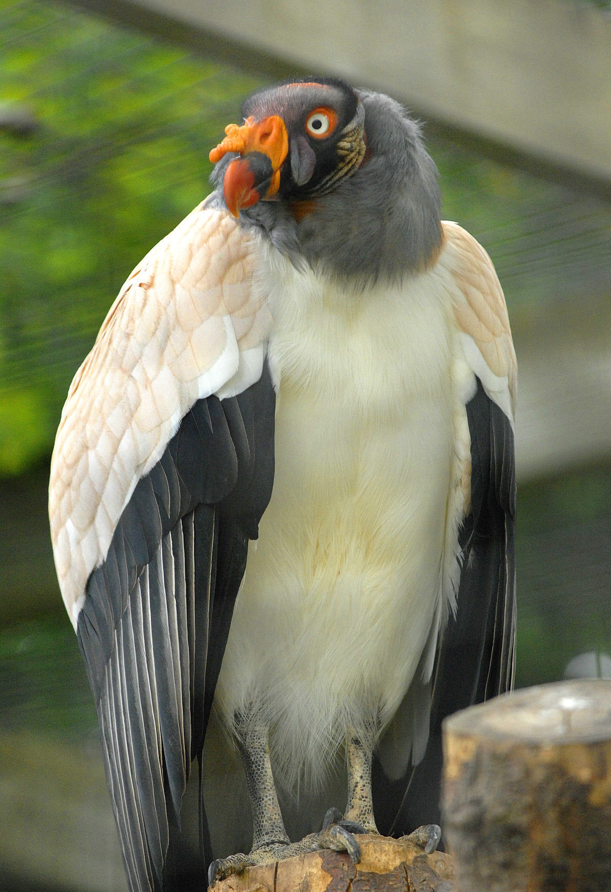 Temporary King vultures on display